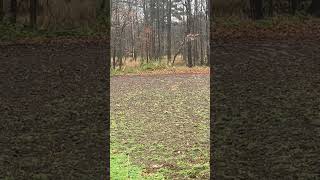 Rifle season has started in Michigan hunting shorts subscribe [upl. by Geminius]