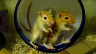 Two Gerbils One Wheel [upl. by Durstin]