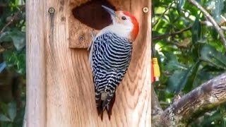 Red Bellied Woodpecker in Flight [upl. by Bunde683]