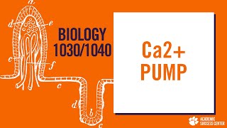 Ca2 Pump [upl. by Phaidra]