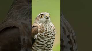 Hawk viral video birdlovers birds viralyoutubeshorts hawk [upl. by Enawyd]