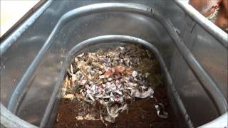 Worm Composting  How to create your own Worm Bin [upl. by Zirkle]