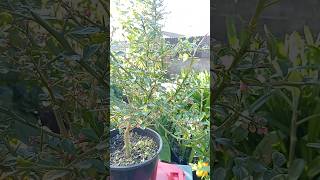 Flowering Grafted Australian Finger Lime Fruits Plant Easy Home Grown [upl. by Aisatan]