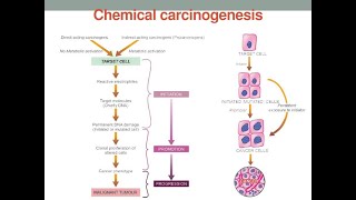 Steps involved in chemical carcinogenesis Initiation and promotion [upl. by Berg220]