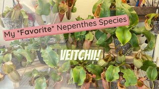 Nepenthes Veitchii Spotlight [upl. by Ettenot]