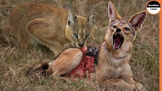 Jackals Are Vanquished By a Single Caracal [upl. by Salesin]