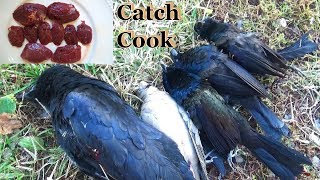 Are Blackbirds Edible Hunting  Catch and Cook [upl. by Laemsi569]