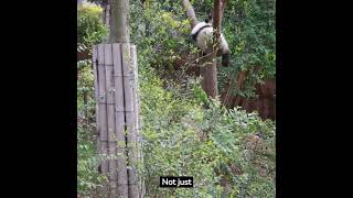 Giant Panda Ailuropoda melanoleuca [upl. by Teodoro]