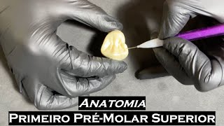 Primeiro Pré molar Superior  Anatomia Dental [upl. by Noloc101]