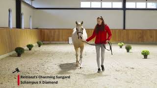 Reitland’s Charming Sungard Schampus x Diamond [upl. by Lacey173]