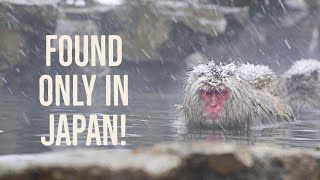 Wild Japanese Snow Monkeys Enjoying the Hot Springs  Jigokudani Nagano [upl. by Ahilam]