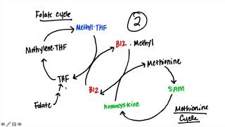 B12 amp Folate [upl. by Sualocin]