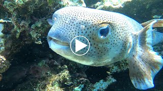 Exploration sous marine 3 minutes à la découverte du Diodon hystrix [upl. by Amedeo]