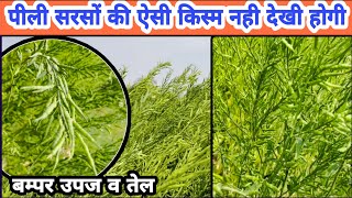 पीली सरसों की बम्पर उपज व उच्च तेल प्रतिशत वाली किस्म  Pili Sarso ki kheti  Yellow Mustard Farming [upl. by Abraham206]