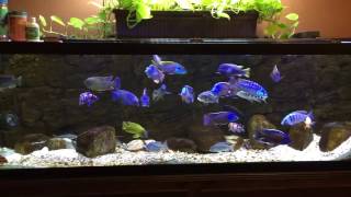 New update 125 gallon peacocks haps Mbuna tank [upl. by Ginni]