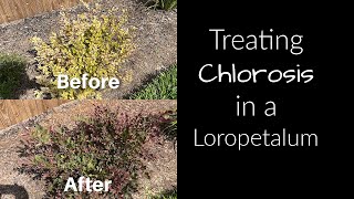 Treating Chlorosis in a Loropetalumfixing yellow leaves [upl. by Atsugua]