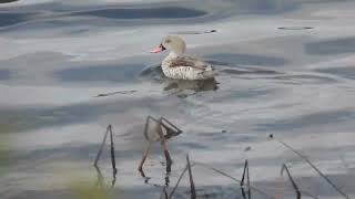 Anas capensis  Cerceta del Cabo  Cape Teal [upl. by Efthim]