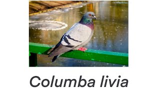 A Study of a Focal Behavior in the Rock Pigeon Columba livia  BIO 331 [upl. by Kcirdehs]