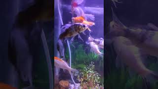 Ultimate Goldfish Aquarium Tour  Part 2  Expert Tips amp Tricks [upl. by Ynelram]