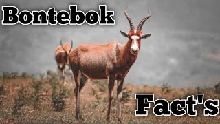 Interesting Facts About the Bontebok [upl. by Notsae]