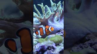 Incredible Reef Aquarium reef reeftank fish [upl. by Brill595]