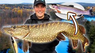 EXPLORING UNIQUE RIVER WITH GIANT 16 KG PIKE [upl. by Crandale]