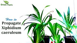 How to propagate palmita plant or Xiphidium caeruleum  Tropical plant PropagationGREEN PLANTS [upl. by Nerok]