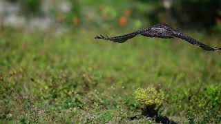 hawk flight in slo mo [upl. by Mildrid]