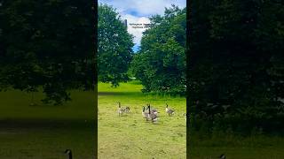 Nottingham University  Highfields Park  Trending Music  Short [upl. by Ricard]