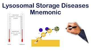 Lysosomal Storage Diseases Tricks Pt 2  USMLE STEP COMLEX NCLEX [upl. by Avla738]