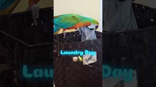 Fridays are for Laundry 🧺🦜  macaw parrots laundryday [upl. by Samau437]