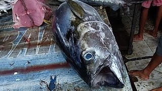 Live 05 Apr 24 ‼️ Cutting Fresh Yellowfin Tuna [upl. by Sears44]