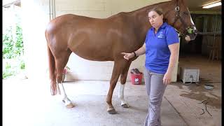 Pre Pre Purchase Exam What to look for when looking at a horse [upl. by Marchal]