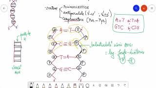 Structura chimică a ADN [upl. by Dlarrej68]