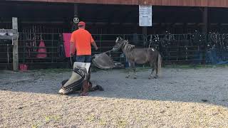 Sold 104 7 yr old 35 in chocolate horse mule 500 Deadline 892024 [upl. by Ahsinrat719]