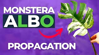 How to Propagate a Monstera Albo in 6 Easy Steps [upl. by Varhol]