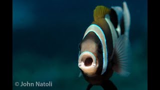 Wideband anemonefish  Amphiprion latezonatus [upl. by Dorette]