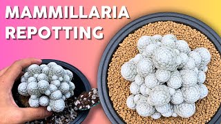 How to Repot Mammillaria humboldtii Like a Pro [upl. by Lirrehs265]