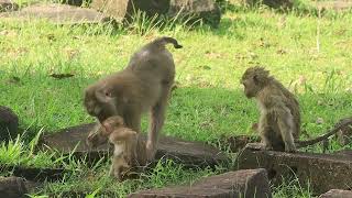 Monkey Leo understand Libby eat grass than fruit during she has pregnance [upl. by Stander]