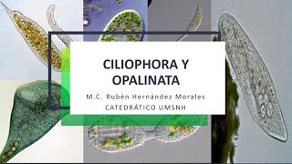 Introducción al estudio de los Ciliados [upl. by Dalohcin]