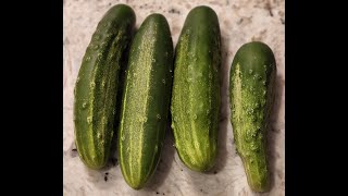 From Reg  Growing Straight eight cucumbers for the first time from a plant [upl. by Lanette]