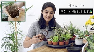 All You Need to Know About Watering Succulents [upl. by Lilias734]