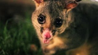 Possums at Hyde Park Sydney [upl. by Mandell30]