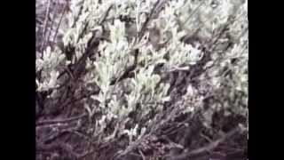 Big sagebrush Artemisia tridentata at Albright View Overlook Grand Teton National Park [upl. by Dierolf]