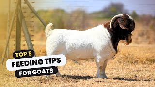 5 feeding tips for goats  Boer Goat Farming [upl. by Agustin570]