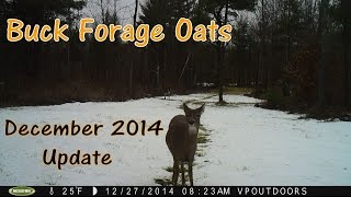 12 Acre Buck Forage Oats Food Plot  quotDecember Updatequot [upl. by Rozalin]