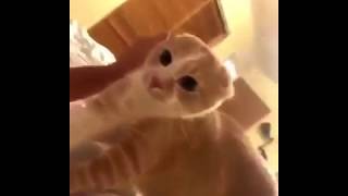 Cat reacting to Face mask [upl. by Daryle]