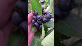 Aronia Berry Plants for Sale at DiMeos Berry Plant Nursery [upl. by Mcgregor]