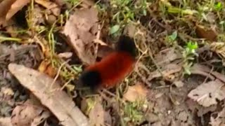 Banded Woollybear Caterpillar aka Woolly Worm [upl. by Brina628]