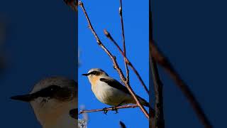 Northern wheatear singingSteinskvett sangSteinschmätzer GesangTraquet motteux chantTapuit p1000 [upl. by Johns]